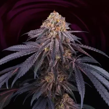 Semeno Perfect Tree - Chantilly 6 ks