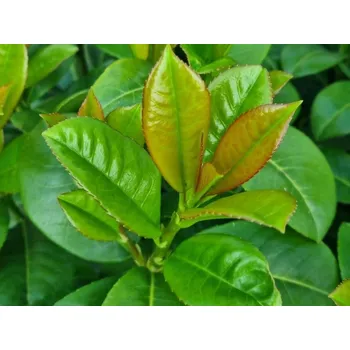 Sazenice Bobkovišeň lékařská 'Ani' Balení: kontejner C12, koule