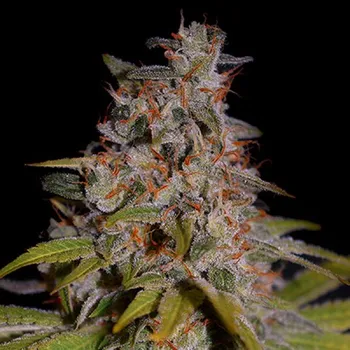 Semeno G13 Labs Seeds - Honey Papaya 5 ks
