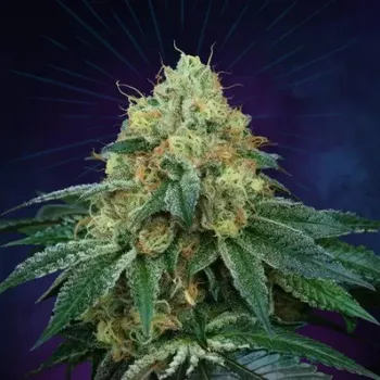 Semeno Perfect Tree - Peach Lassi regular 12 ks