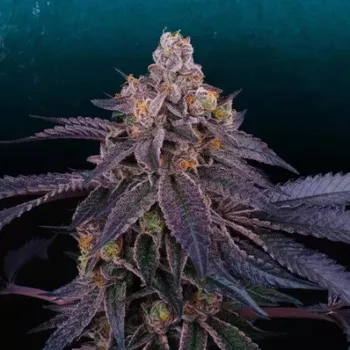 Semeno Perfect Tree - Granita 6 ks