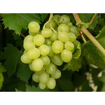 Sazenice Réva vinná 'Romulus' Balení: kontejner C2