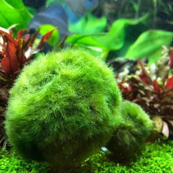 Dekorace do akvária Cladophora aegagropila L