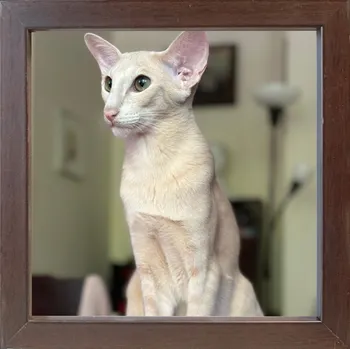 Obraz RÁMEČEK PŘIPRAVENÝ K POSTAVENÍ NEBO ZAVĚŠENÍ 20 x 20 2 cm, dřevo wenga