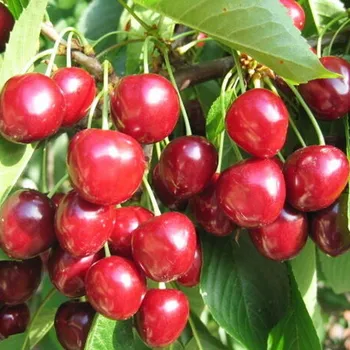 Sazenice TŘEŠEŇ HELGA - Podnož Mahalebka