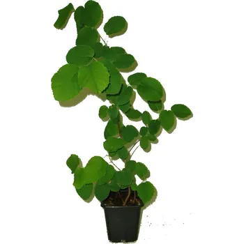 Sazenice Muchovník olšolistý - Amelanchier 50 cm