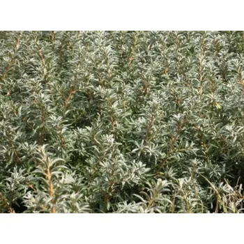 Sazenice Rakytník řešetlákový 'Otto' Balení: kontejner C2