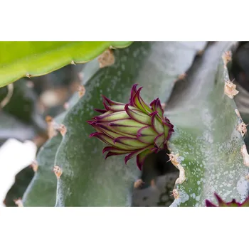 Sazenice Pitahaya - Hylocereus undatus - dragonfruit velká