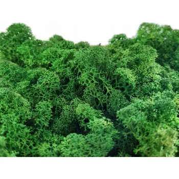 Obraz Sobí mech Chrobotek zelený 380G NETTO HIT!