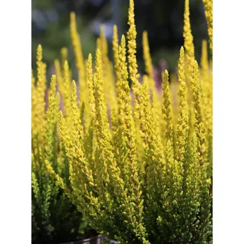 Sazenice Vřes 'Zelda'