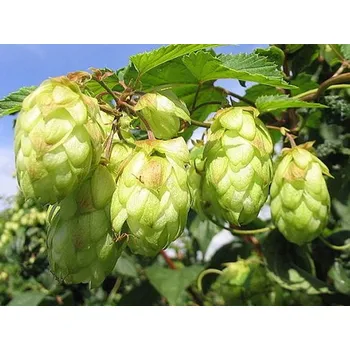 Sazenice Chmel otáčivý 'Aureus' Balení: kontejner C2