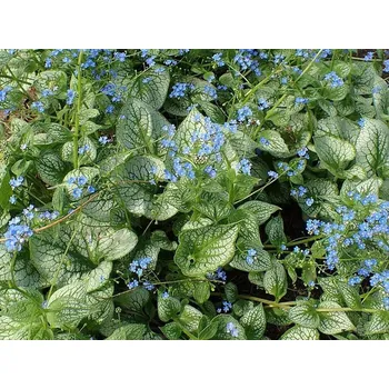 Sazenice Pomněnkovec velkolistý 'Sea Heart'PBR - Brunnera macrophylla 'Sea Heart' PBR Balení: kontejner C2