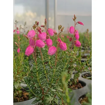 Semeno Dabécie kantabrijská 'Tina'