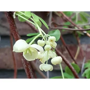 Sazenice Akébie pětičetná 'Alba' Balení: kontejner C2