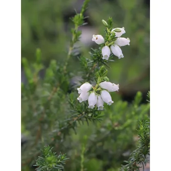 Semeno Vřesovec popelavý 'Alba Minor'