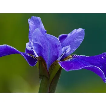 Sazenice Kosatec sibiřský 'Silver Edge' kontejner C2