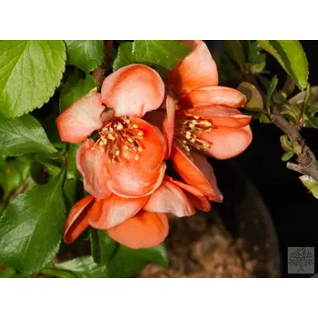 Sazenice Kdoulovec japonský 'Cido' Balení: kontejner C2