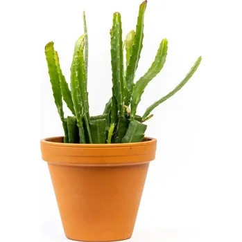 Gardners Epiphyllum Red Tip, průměr 12 cm Epifylum, fylokaktus, listokvět