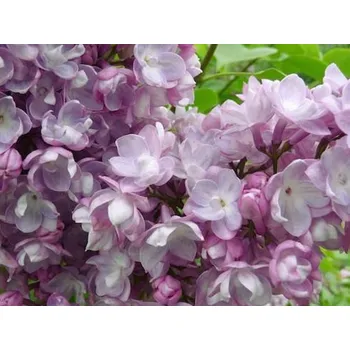 Sazenice Šeřík obecný 'General Pershing' Balení: kontejner C2