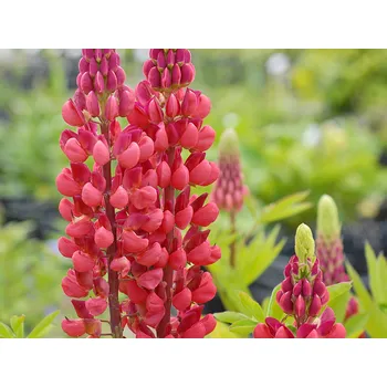 Sazenice Lupina 'The Pages' - Lupinus 'The Pages' Balení: kontejner C1/C2