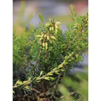 Sazenice Vřesovec pleťový 'Wildform'