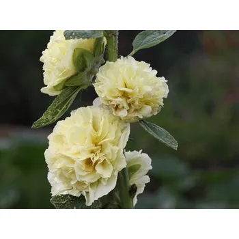 Sazenice Topolovka růžová plena 'Chater's Double Yellow' - Alcea rosea plena 'Chater's Double Yellow' Balení: kontejner p11