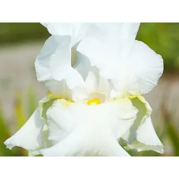 Sazenice Kosatec německý 'Glowing Seraphin' - Iris germanica 'Glowing Seraphin' Balení: kontejner C1/C2