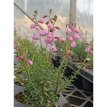 Sazenice Dabécie kantabrijská 'Lisa'