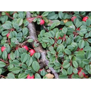 Sazenice Skalník poléhavý