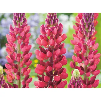 Sazenice Lupina 'My Castle' - Lupinus 'My Castle' Balení: kontejner C1/C2