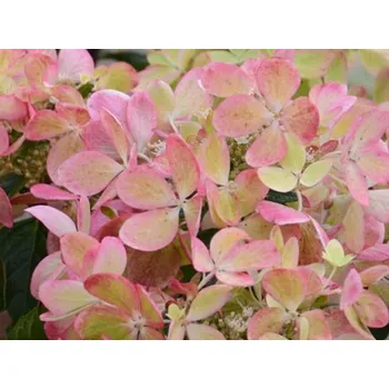 Sazenice Hortenzie latnatá 'Renxolor' Pastelgreen Balení: kontejner C2
