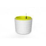 Plastia Berberis 55 cm