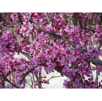 Sazenice Zmarlika kanadská 'Lavender Twist' Balení: kontejner C5