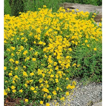 Sazenice Devaterník ´SULPHUREUM PLENUM´ kont. 0,5 l