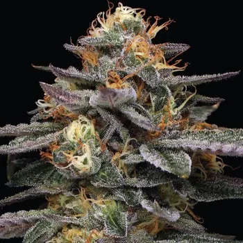 Semeno Humboldt Seed Company - Vanilla Frosting 10 ks