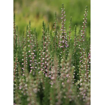 Sazenice Vřes obecný 'Liliane'