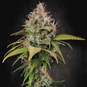 Semeno Paradise Seeds - Atomical Haze 3 ks