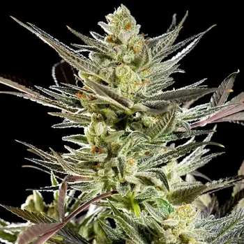 Semeno Philosopher Seeds - Fruity Jack (Jack El Frutero) 3 ks
