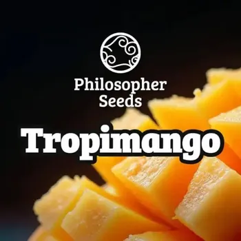 Semeno Philosopher Seeds - Tropimango 1 ks