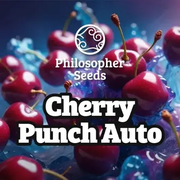 Semeno Philosopher Seeds - Cherry Punch Auto 3 ks