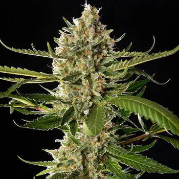 Semeno Philosopher Seeds - Lemon OG Candy 5 ks