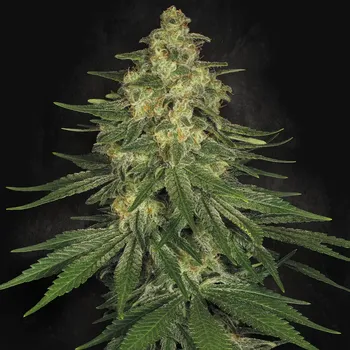 Semeno Paradise Seeds - Allkush 5 ks