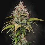 Paradise Seeds - Atomical Haze 50 ks