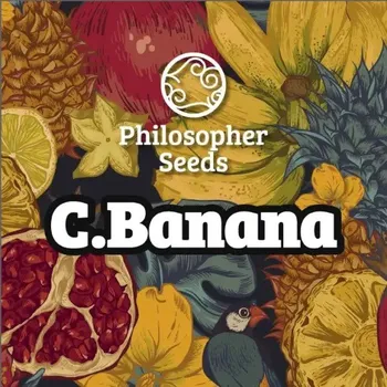 Semeno Philosopher Seeds - C Banana 3 ks