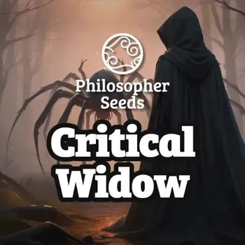 Semeno Philosopher Seeds - Critical Widow 3 ks