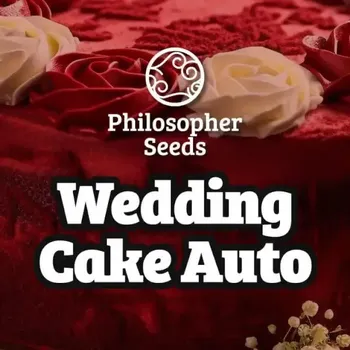 Semeno Philosopher Seeds - Wedding Cake Auto 3 ks