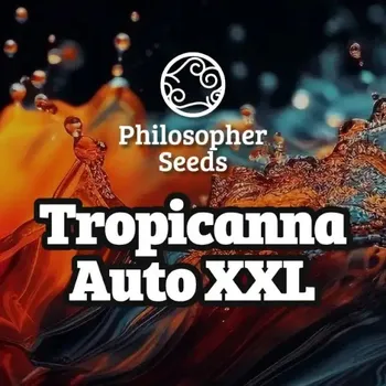 Semeno Philosopher Seeds - Tropicanna Auto XXL 3 ks