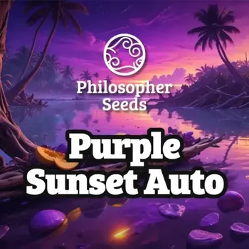 Semeno Philosopher Seeds - Purple Sunset Auto 3 ks
