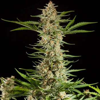 Semeno Philosopher Seeds - Fraggle Skunk Auto 1 ks