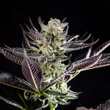 Semeno Philosopher Seeds - Purple Punch x Do-Si-Dos 3 ks